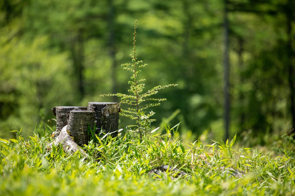 吾妻森林整備株式会社