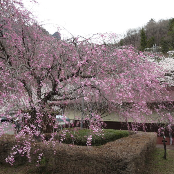 さくらの里 開花写真