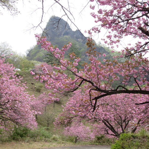 さくらの里 開花写真