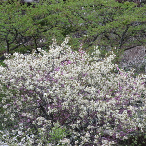 さくらの里 開花写真