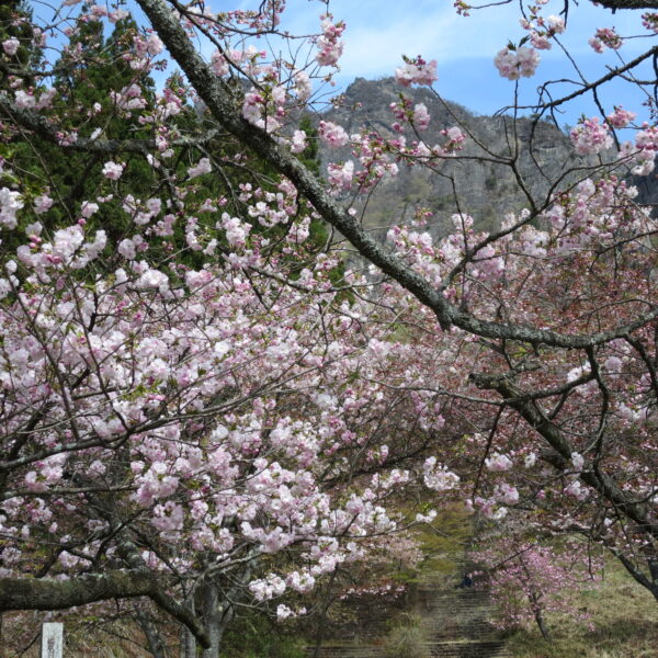 さくらの里 開花写真