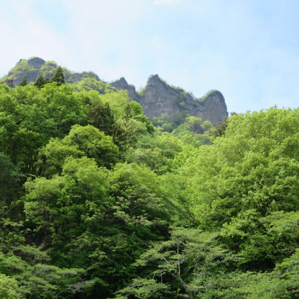 さくらの里 開花写真